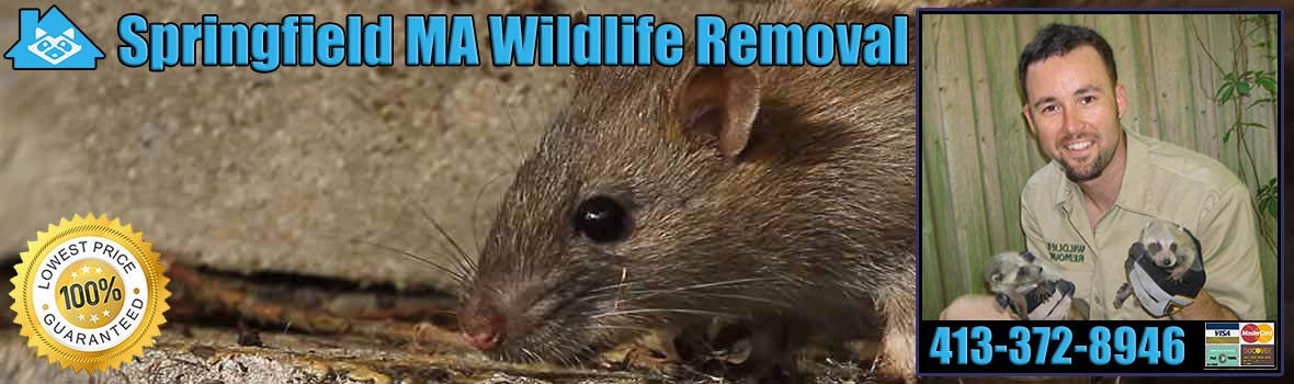 Springfield Wildlife and Animal Removal